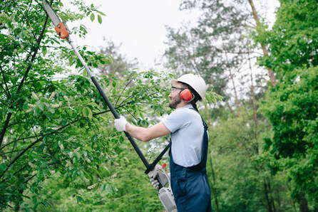 Worker using a tree trimmer to trim trees.