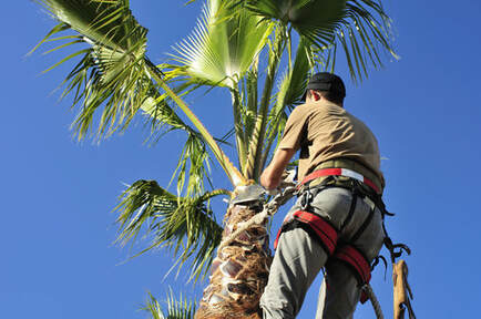 A tree worker trimming a palm tree.