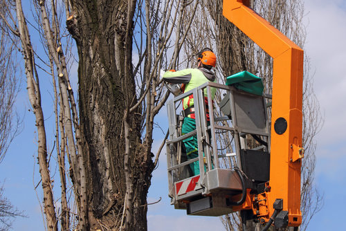 An arborist cutting branches off a tree.