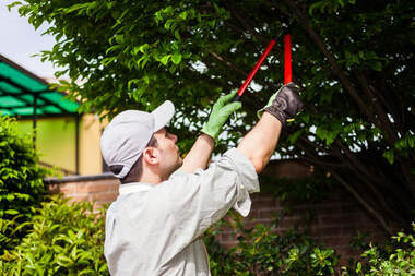 A young man performing tree trimming services.