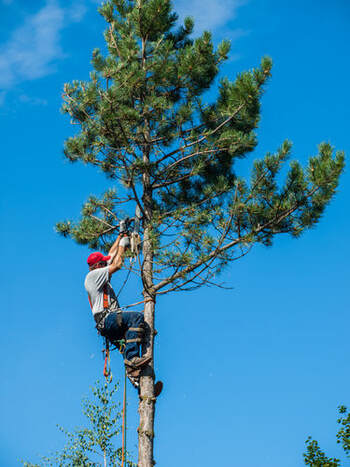 A tree trimmer high on a tree.